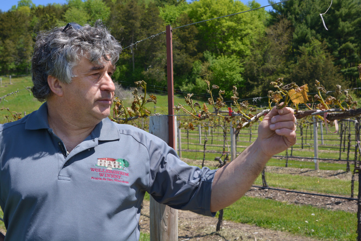 Winery Frost Damage (copy)